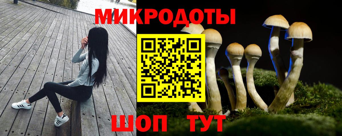 Псилоцибиновые грибы Psilocybe Томск